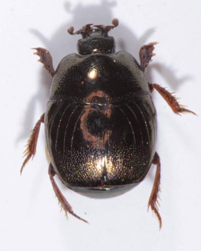 Hypocaccus rubripes